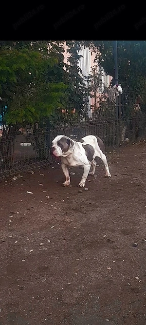 Vand femela american bully xl