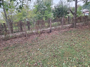 Teren intravilan Cotofenesti