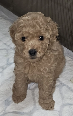 Pudel mini  caniche pitic