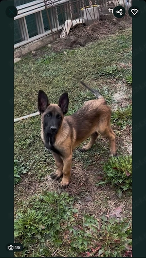 Femela Ciobanesc Belgian Malinois Rasa Pura  - imagine 2