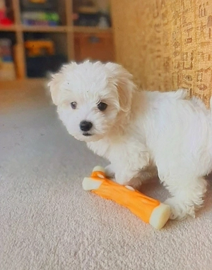 Bichon maltez miny toy 