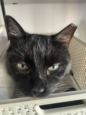 Moci, adopție Timișoara   pisică blândă și calmă, sterilizată - imagine 3