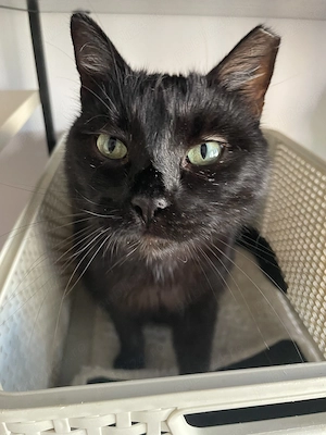 Moci, adopție Timișoara   pisică blândă și calmă, sterilizată - imagine 2