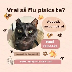 Moci, adopție Timișoara   pisică blândă și calmă, sterilizată