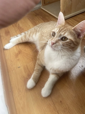 Garfield, adopție Timișoara   motan portocaliu, prietenos, castrat - imagine 5