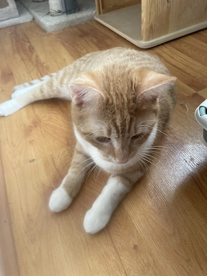 Garfield, adopție Timișoara   motan portocaliu, prietenos, castrat - imagine 3