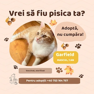 Garfield, adopție Timișoara   motan portocaliu, prietenos, castrat