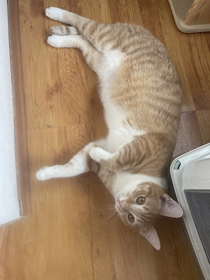 Garfield, adopție Timișoara   motan portocaliu, prietenos, castrat - imagine 2