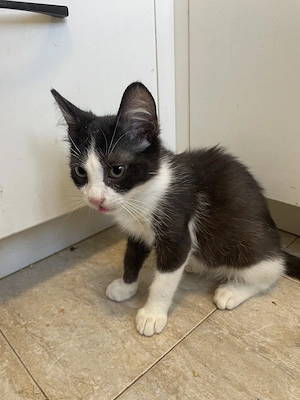 Alfie, adopție Timișoara   pui de pisică tuxedo, 6 luni, vaccinat - imagine 5