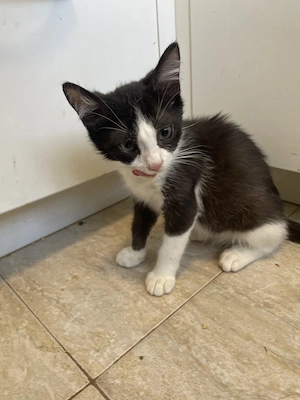 Alfie, adopție Timișoara   pui de pisică tuxedo, 6 luni, vaccinat - imagine 2
