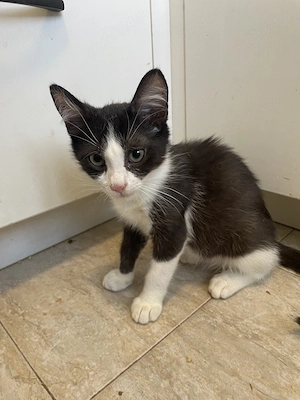 Alfie, adopție Timișoara   pui de pisică tuxedo, 6 luni, vaccinat - imagine 4