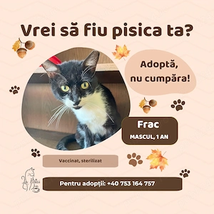 Frac, adopție Timișoara   motan tuxedo foarte prietenos, castrat