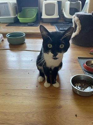 Frac, adopție Timișoara   motan tuxedo foarte prietenos, castrat - imagine 5