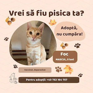 Foc, adopție Timișoara   pui portocaliu prietenos, vaccinat