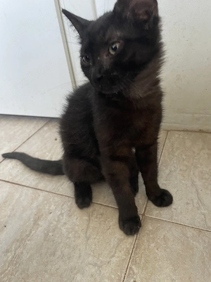 Cola, adopție Timișoara   pisicuță neagră de 6 luni, vaccinată - imagine 3