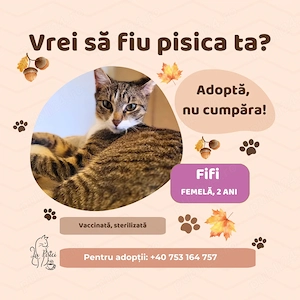Fifi, adopție Timișoara   pisică tigrată, foarte prietenoasă, singură