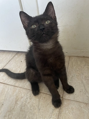 Cola, adopție Timișoara   pisicuță neagră de 6 luni, vaccinată - imagine 5