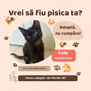 Cola, adopție Timișoara   pisicuță neagră de 6 luni, vaccinată