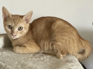 Mango, adopție Timișoara   pisicuță portocalie tigrată, vaccinată - imagine 5