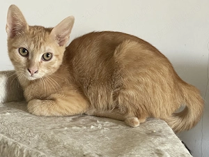 Mango, adopție Timișoara   pisicuță portocalie tigrată, vaccinată - imagine 2
