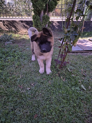Akita american caută casă nouă  - imagine 4