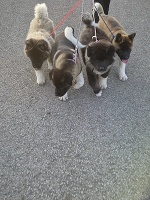 Akita american caută casă nouă 