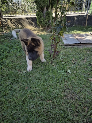Akita american caută casă nouă  - imagine 5