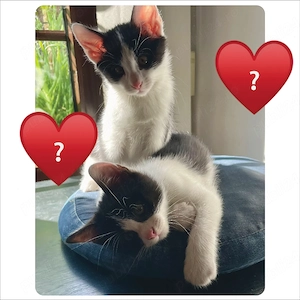 Ultimii 2 pisicei pentru adopție ! (B)