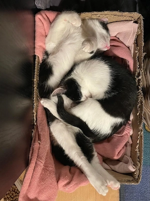 Ultimii 2 pisicei pentru adopție ! (B) - imagine 5