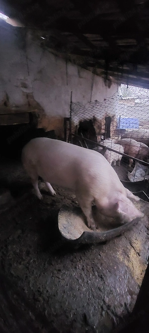Porci de vânzare 