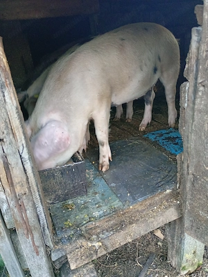 Vând 3 purcele  