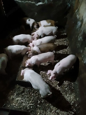 Vând 7 purcei rasa Duroc cu Marele Alb cu 350 lei bucata.