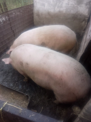 Vând porci de sacrificat - imagine 2
