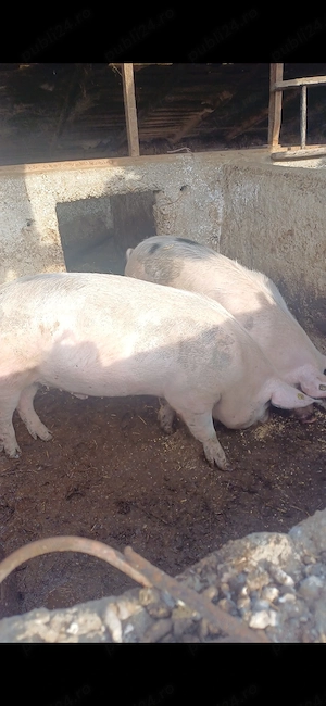 Vând porci crescuți natural  - imagine 4
