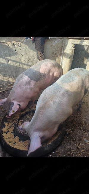 Vând porci crescuți natural  - imagine 3