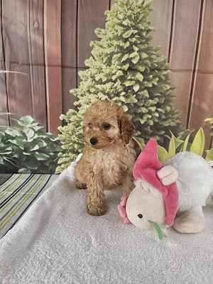 Pui de Poodle (Pudel) Toy Apricot