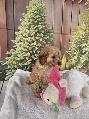 Pui de Poodle (Pudel) Toy Apricot - imagine 3