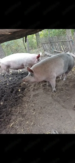 Vând porci crescuți natural 