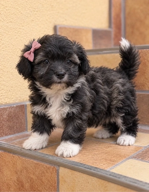 Bichon havanez 