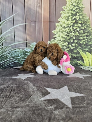 Pui Poodle (Pudel) Toy Red - imagine 2
