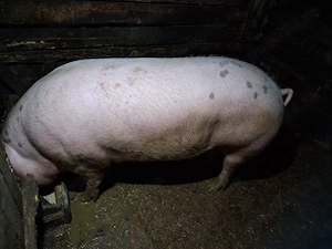 Porci de vânzare  - imagine 2