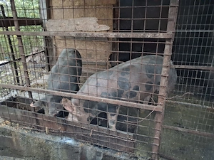 Porci de vânzare 