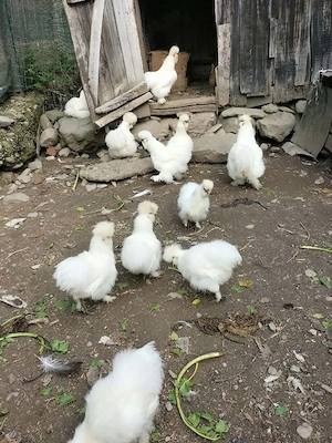 gaini de matase japoneza 