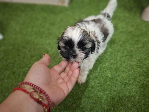 shih tzu fata si baiat - imagine 2