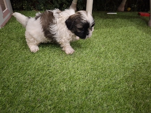 shih tzu fata si baiat - imagine 3