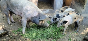 purcei de carne