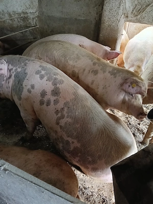 Porci pentru sacrificare 