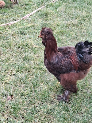 Vând 4 Cocoși de 5 Luni 4 luni Moțați , Bărboși încălțați !! - imagine 3