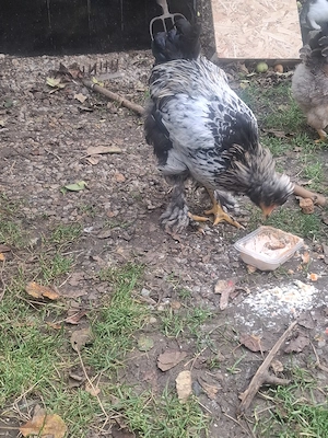 Vând 4 Cocoși de 5 Luni 4 luni Moțați , Bărboși încălțați !!