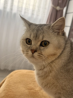 Pisica British shorthair silver - imagine 3
